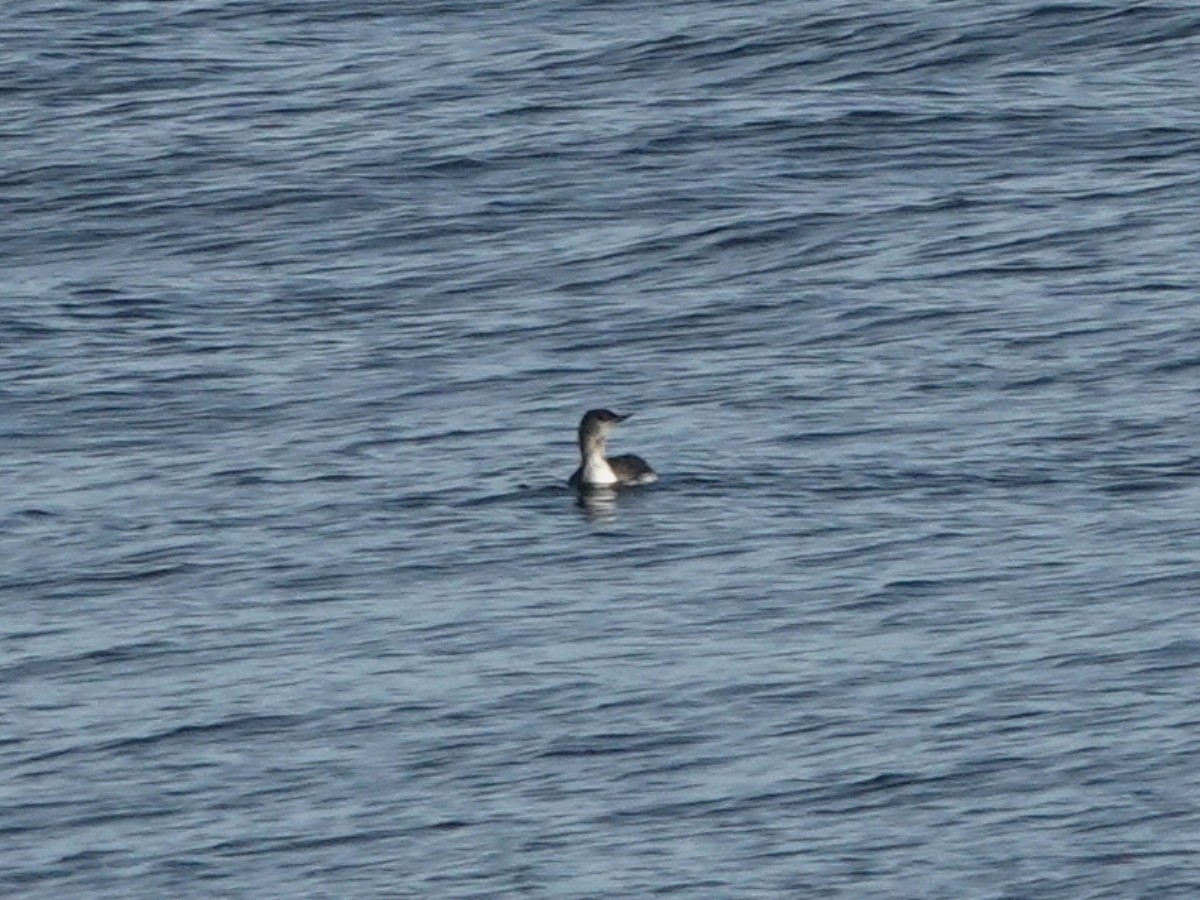 Red-throated Loon - ML646566587