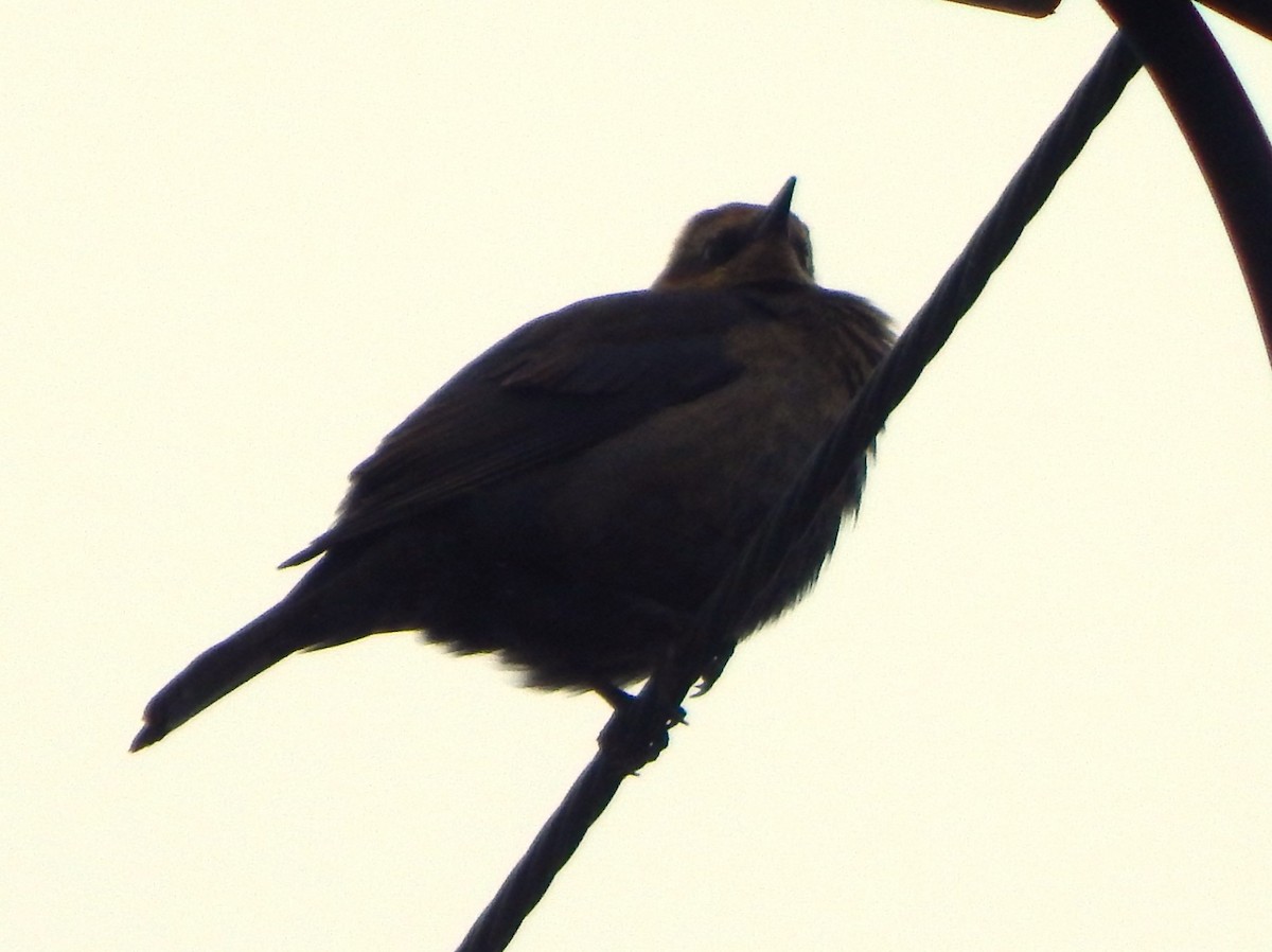 Rusty Blackbird - ML646566588
