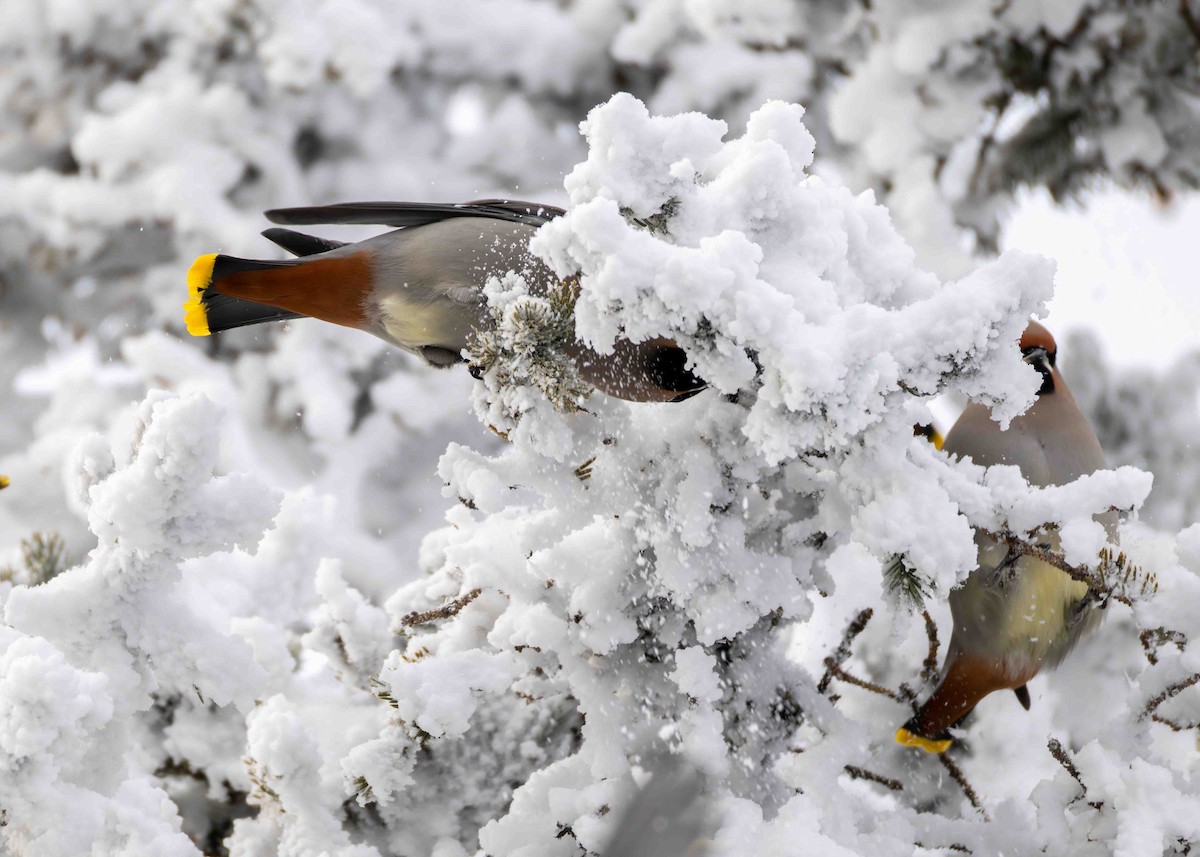 Bohemian Waxwing - ML646566589