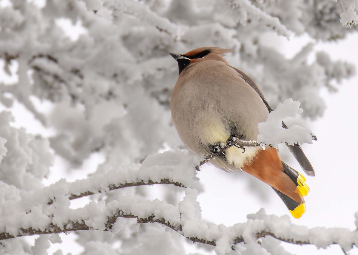 Bohemian Waxwing - ML646566590