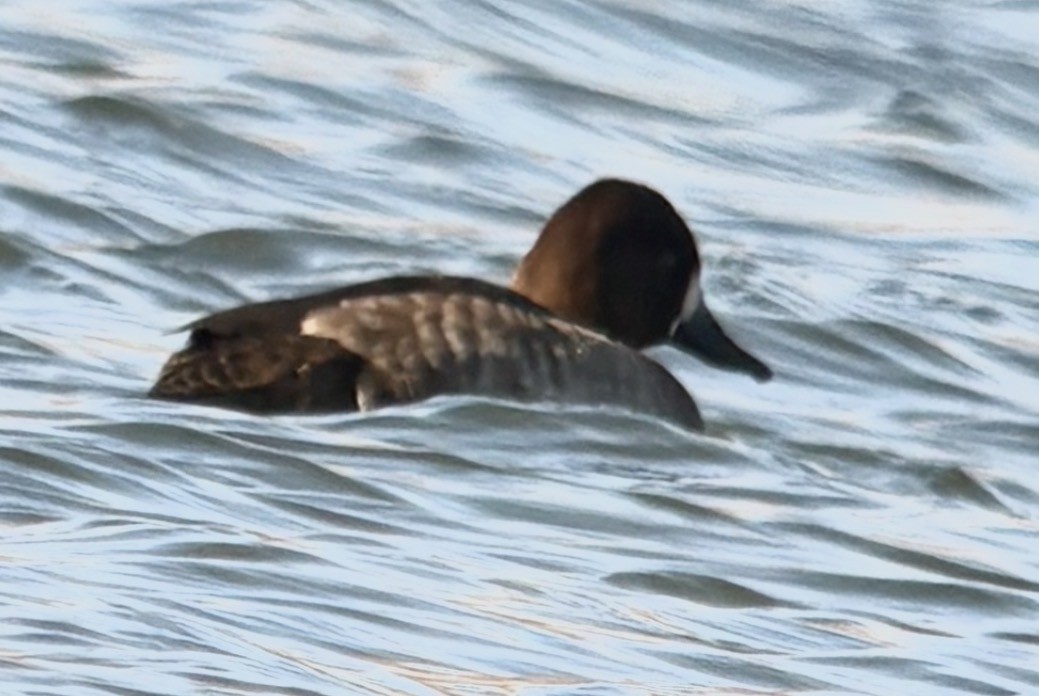 Lesser Scaup - ML646566591