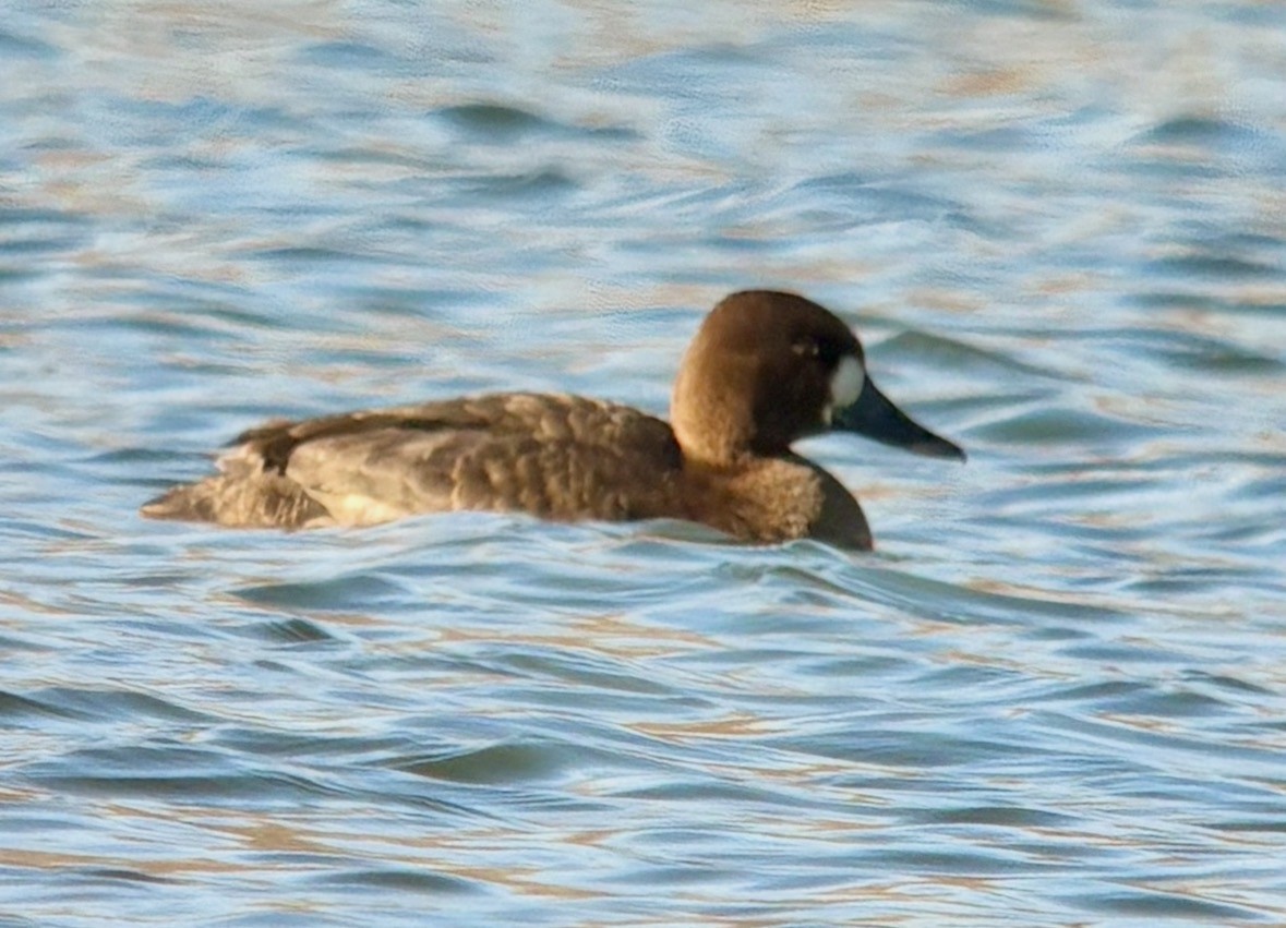 Lesser Scaup - ML646566592
