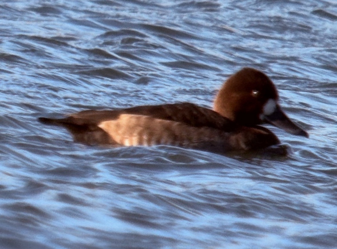 Lesser Scaup - ML646566593