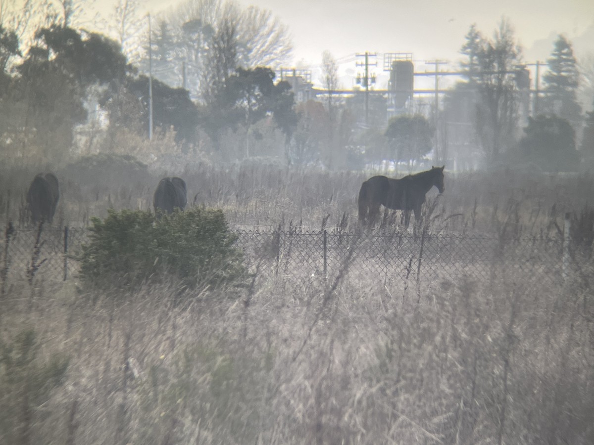 Animals - ML646566595