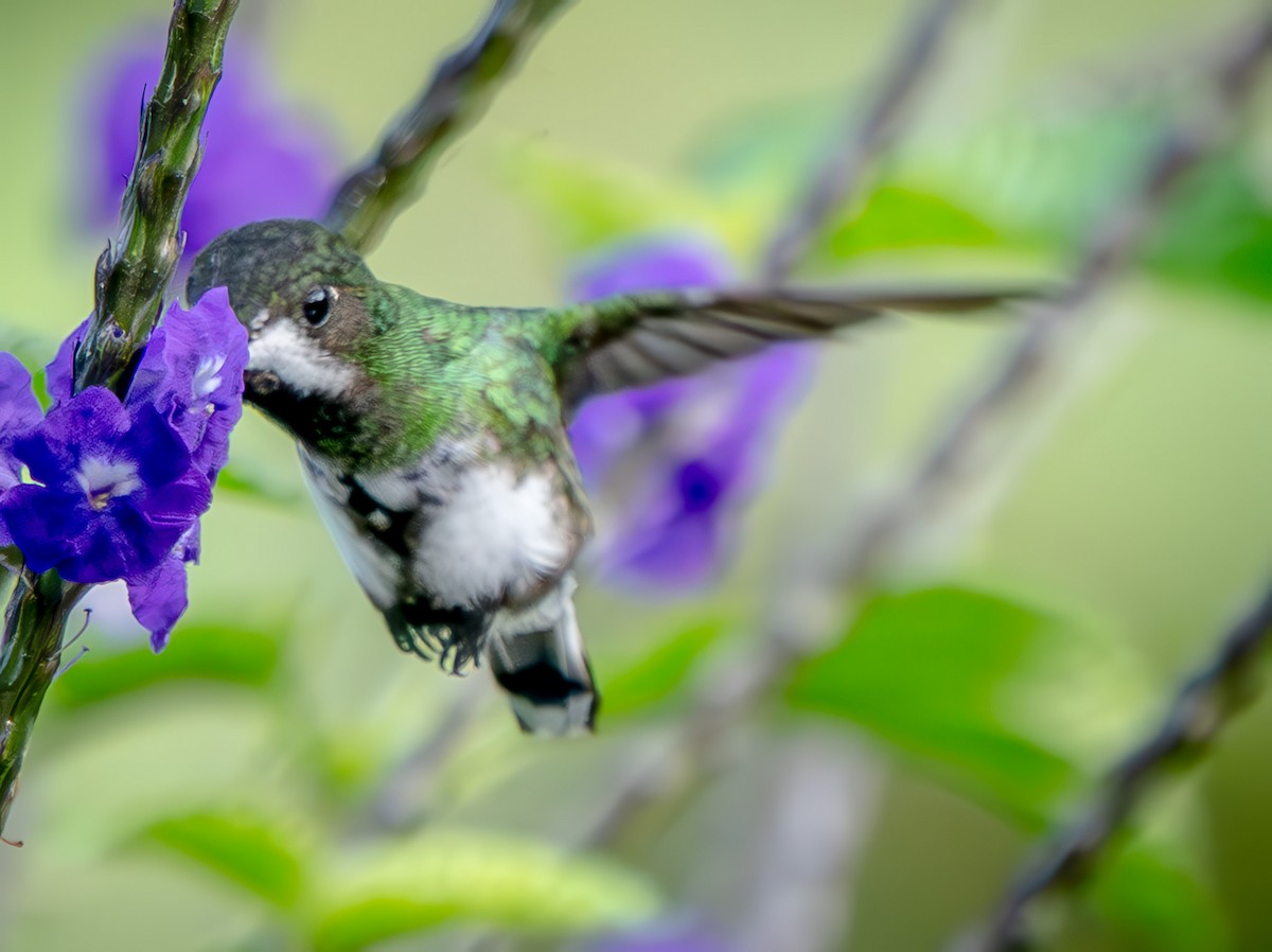 Green Thorntail - ML646566596