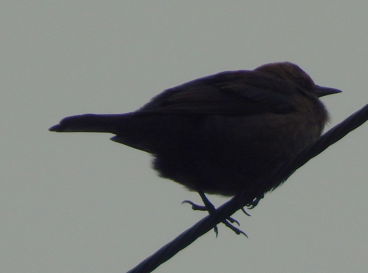 Rusty Blackbird - ML646566597