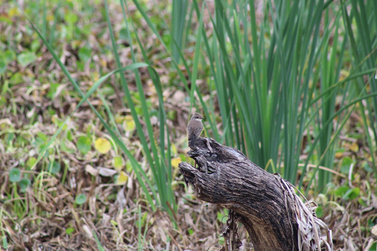 Vermilion Flycatcher - ML646566601