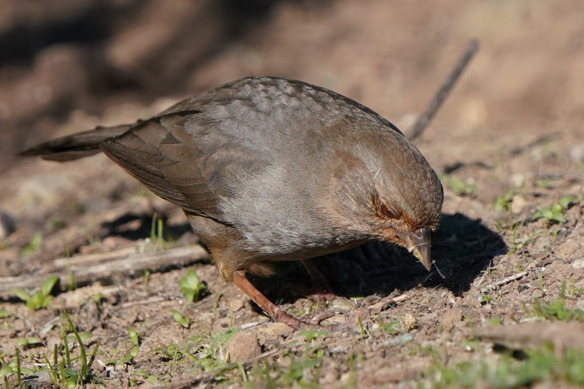 California Towhee - ML646566602