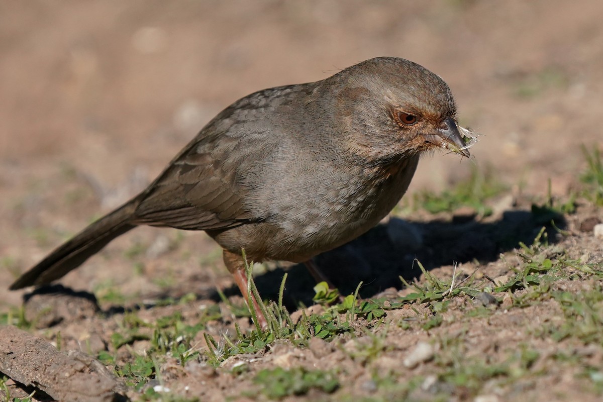 California Towhee - ML646566603
