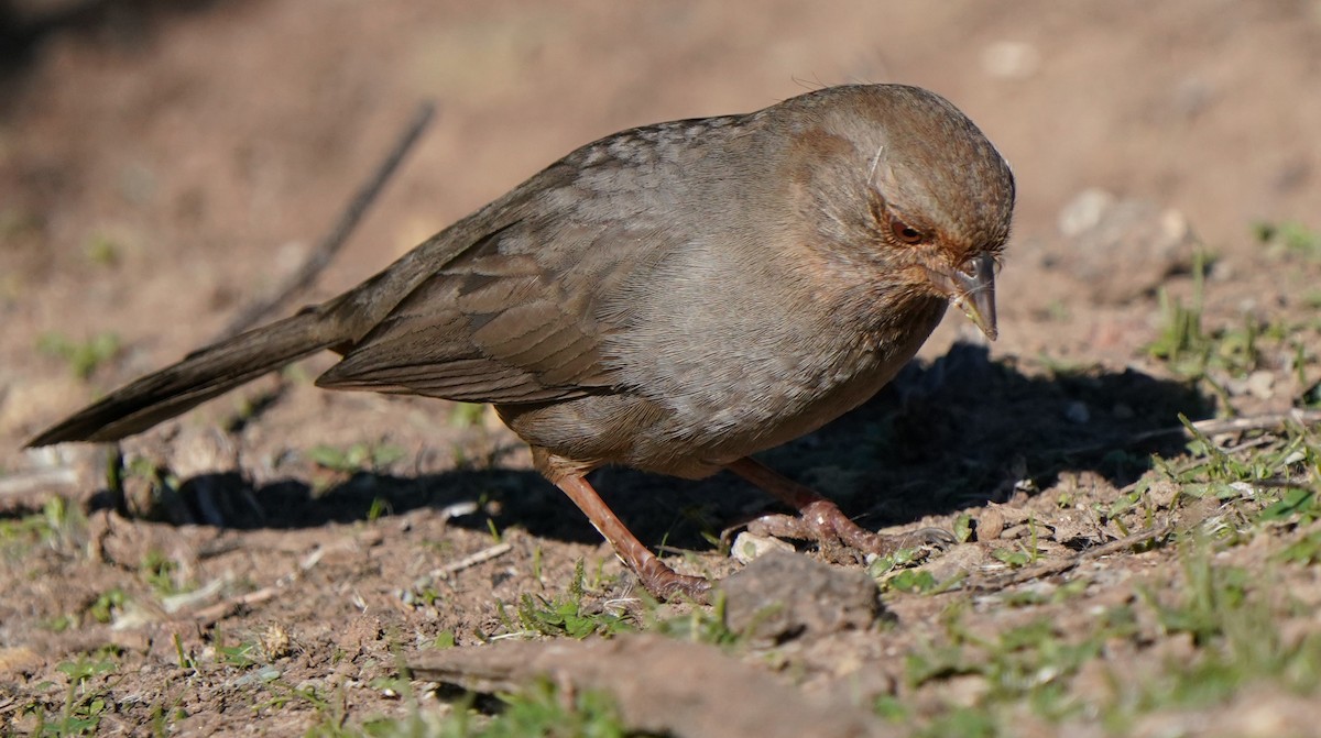 California Towhee - ML646566604