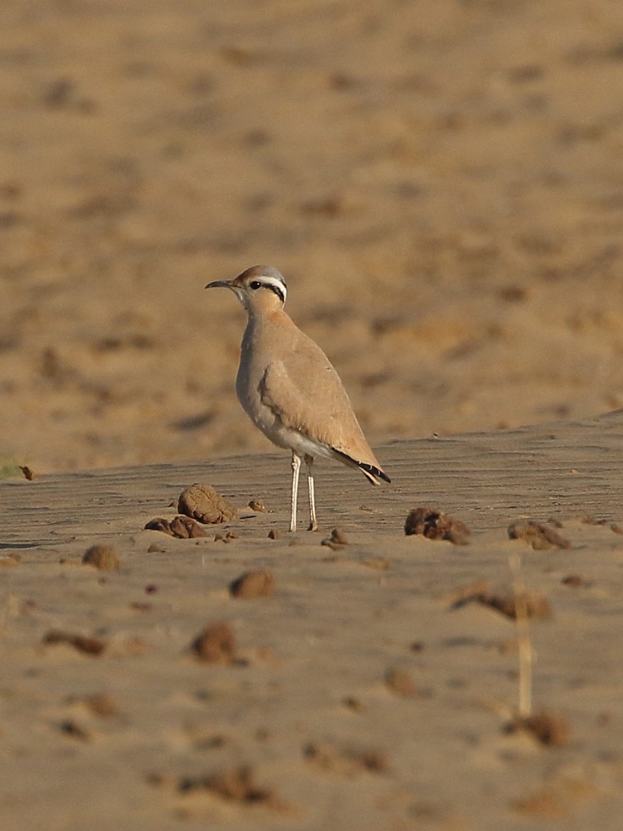 běhulík plavý - ML646566608