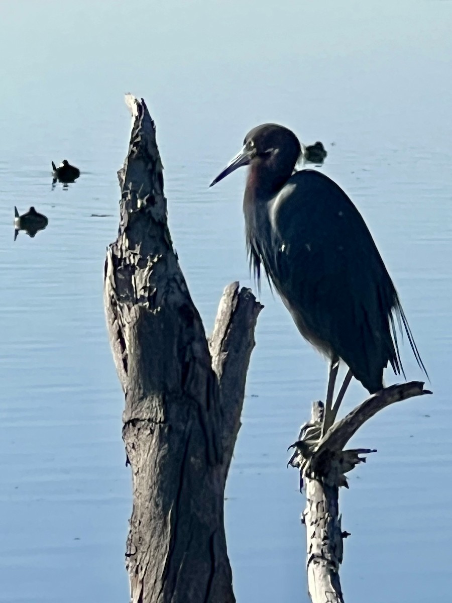 Aigrette bleue - ML646566615