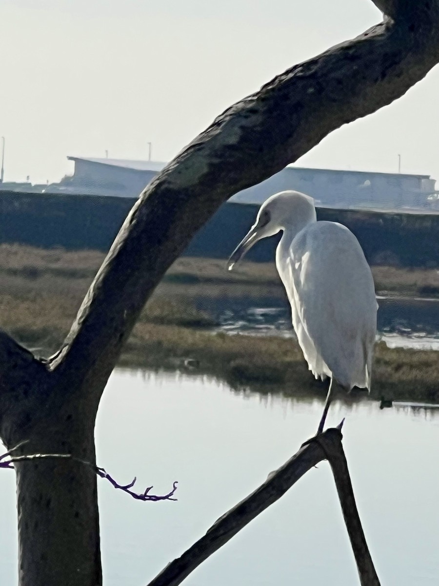 Aigrette bleue - ML646566616