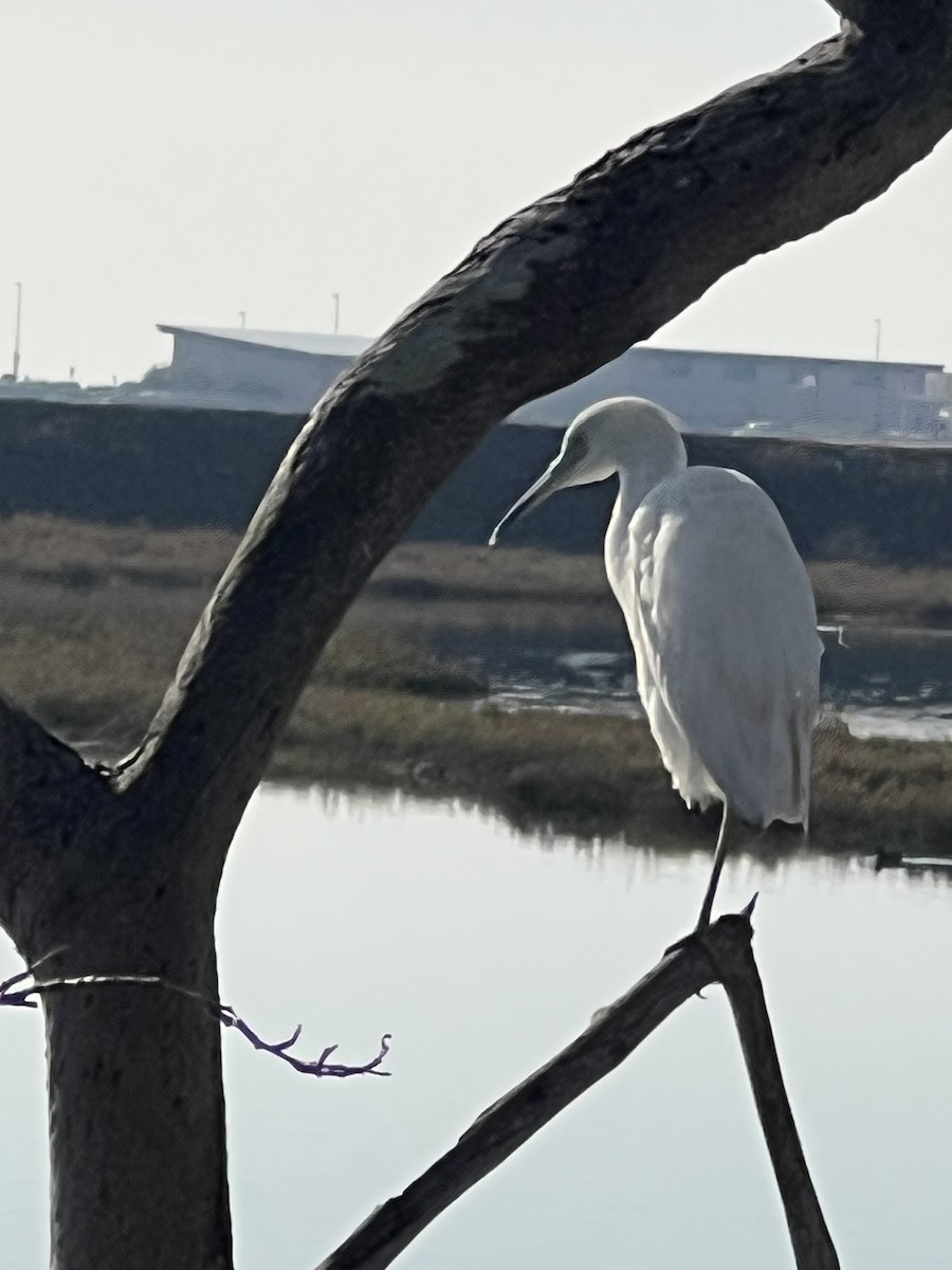 Aigrette bleue - ML646566617