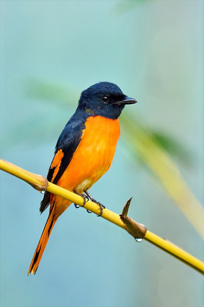 Small Minivet - ML646566619