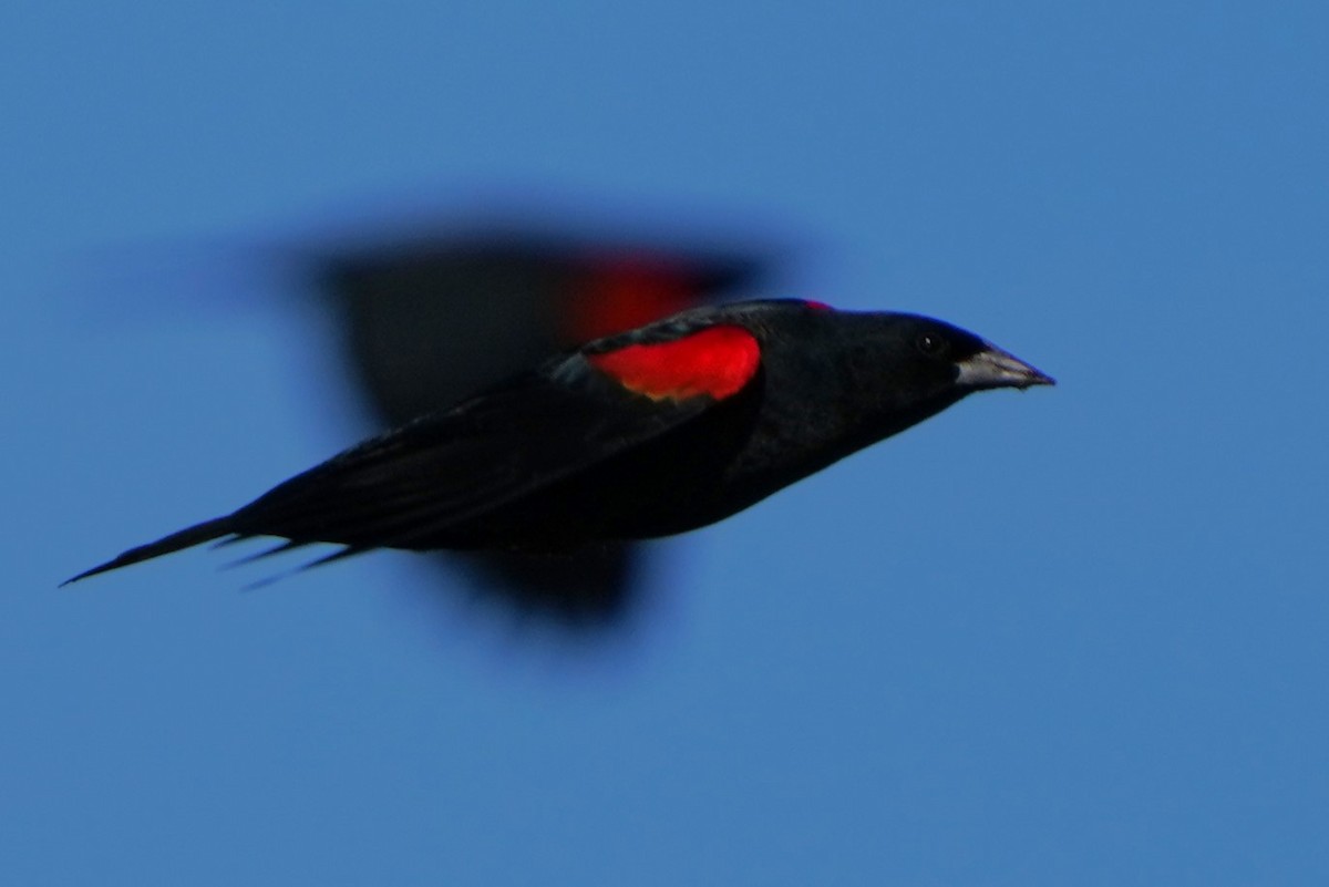 vlhovec červenokřídlý - ML646566621