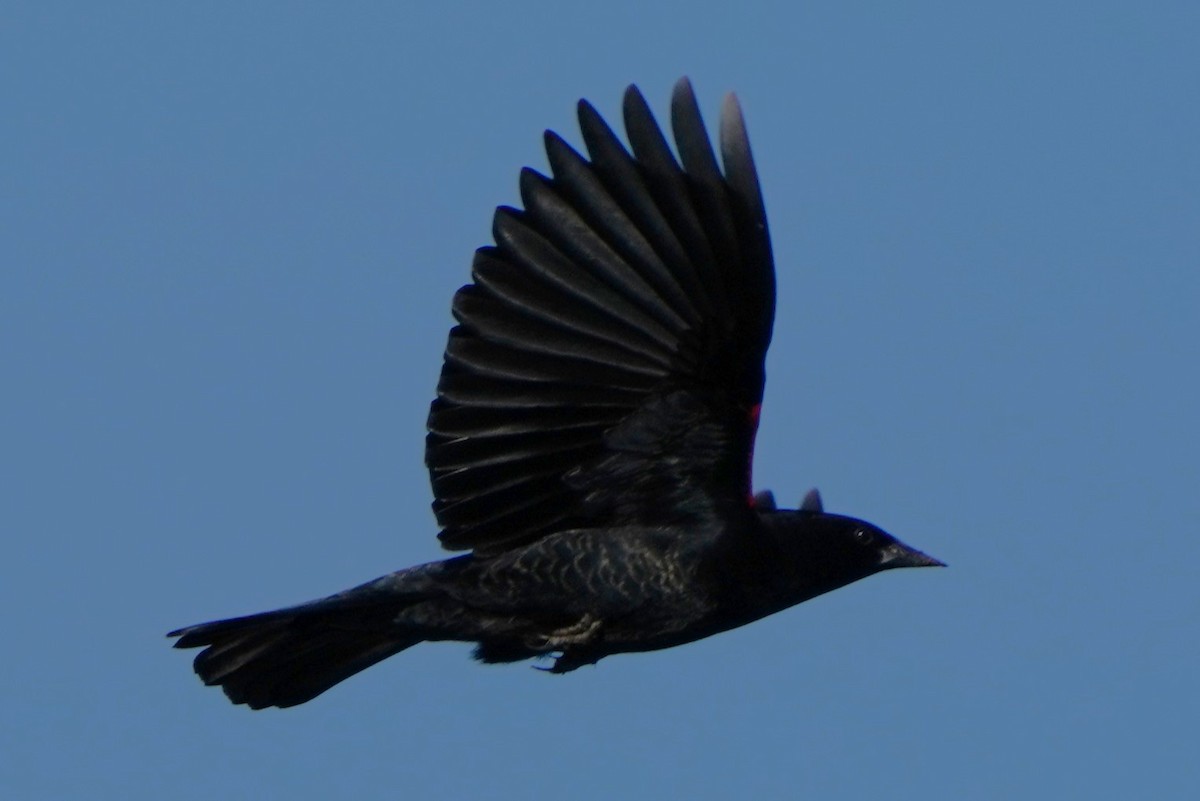 vlhovec červenokřídlý - ML646566622