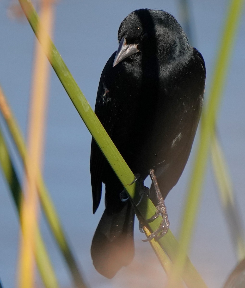 vlhovec červenokřídlý - ML646566623