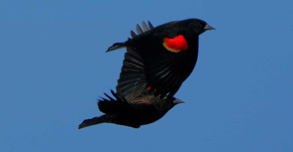 vlhovec červenokřídlý - ML646566624