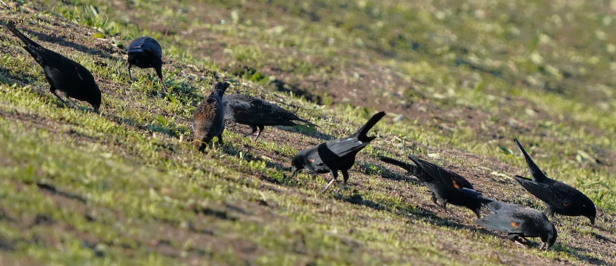 vlhovec červenokřídlý - ML646566625