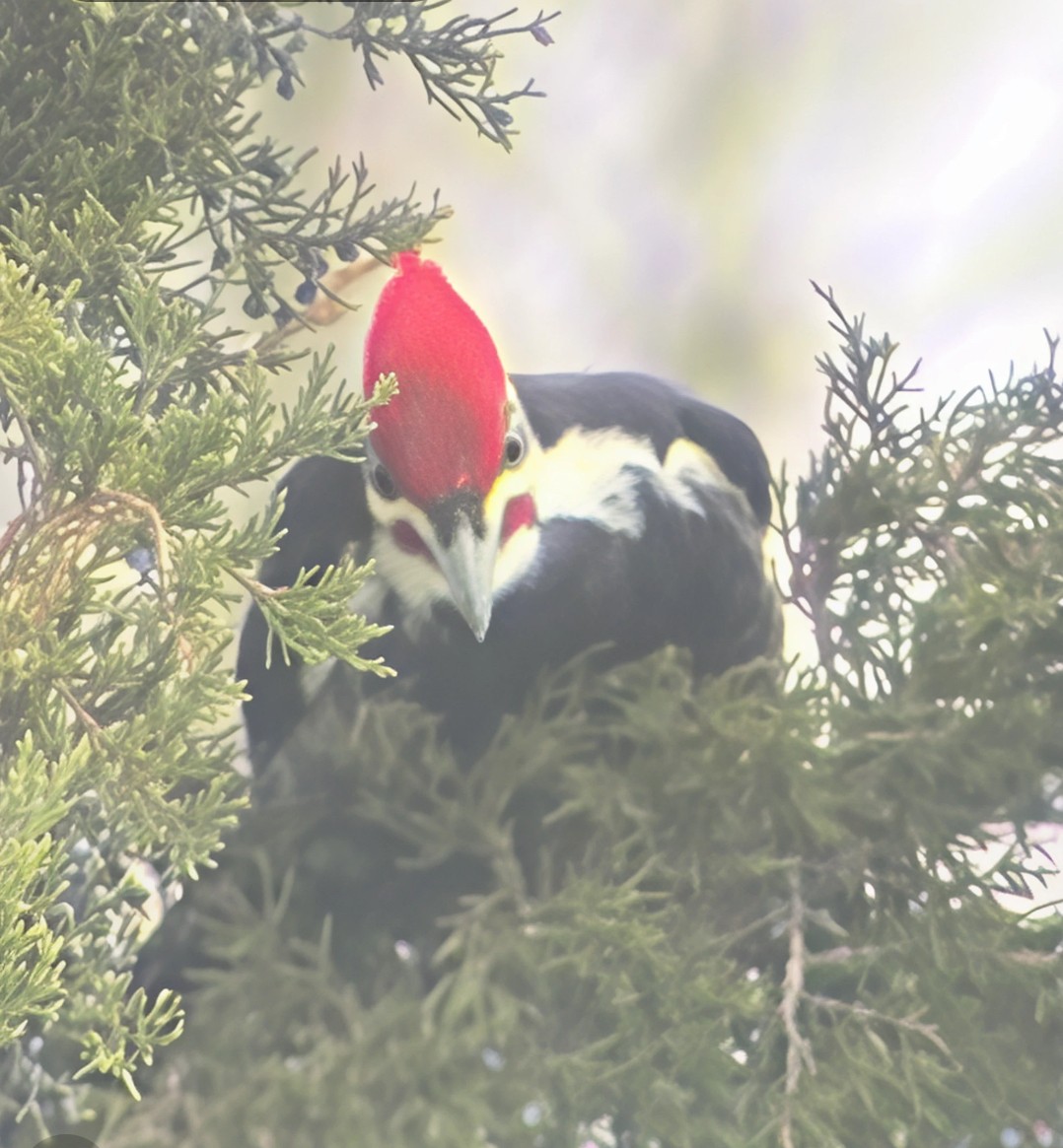 datel chocholatý - ML646566627