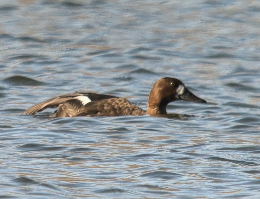 Greater Scaup - ML646566629