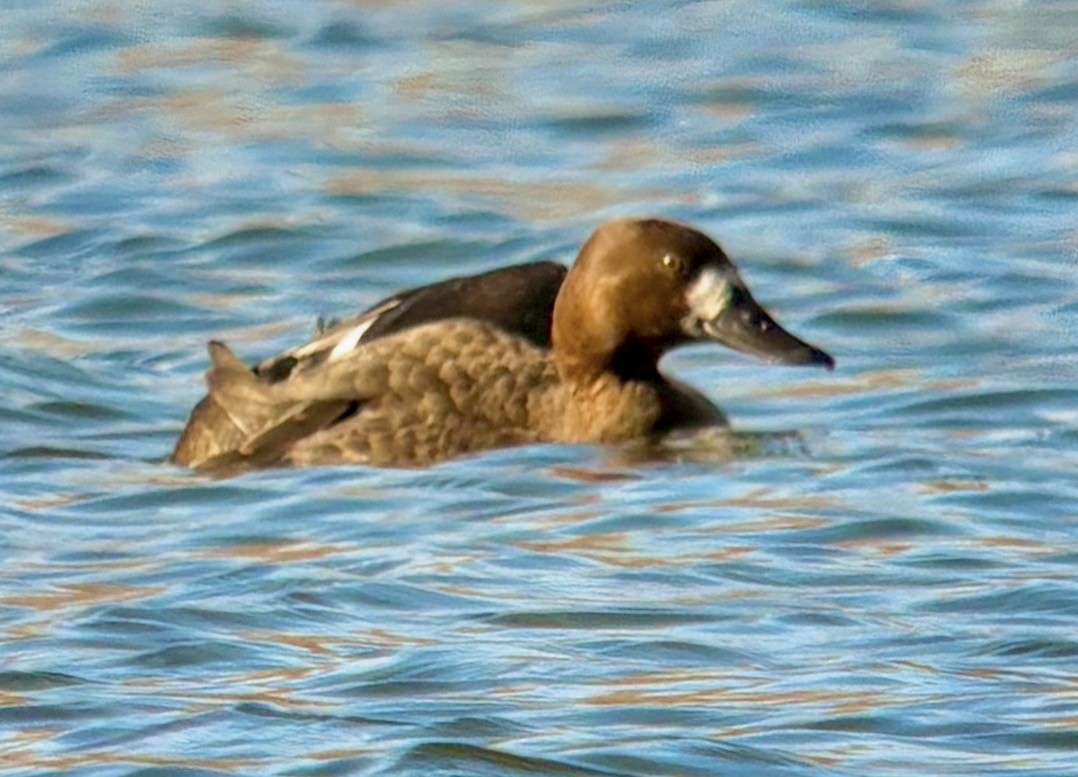 Greater Scaup - ML646566630