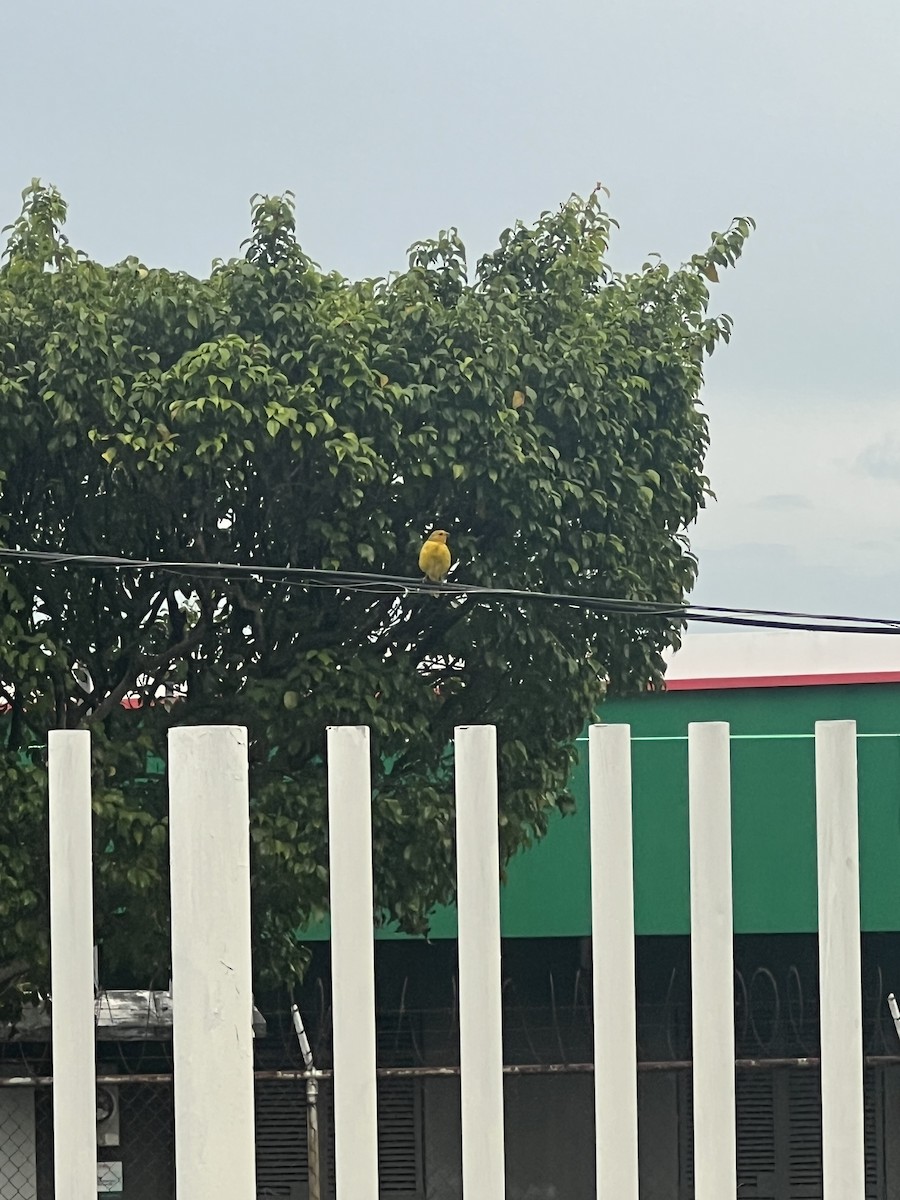 Saffron Finch - ML646566631