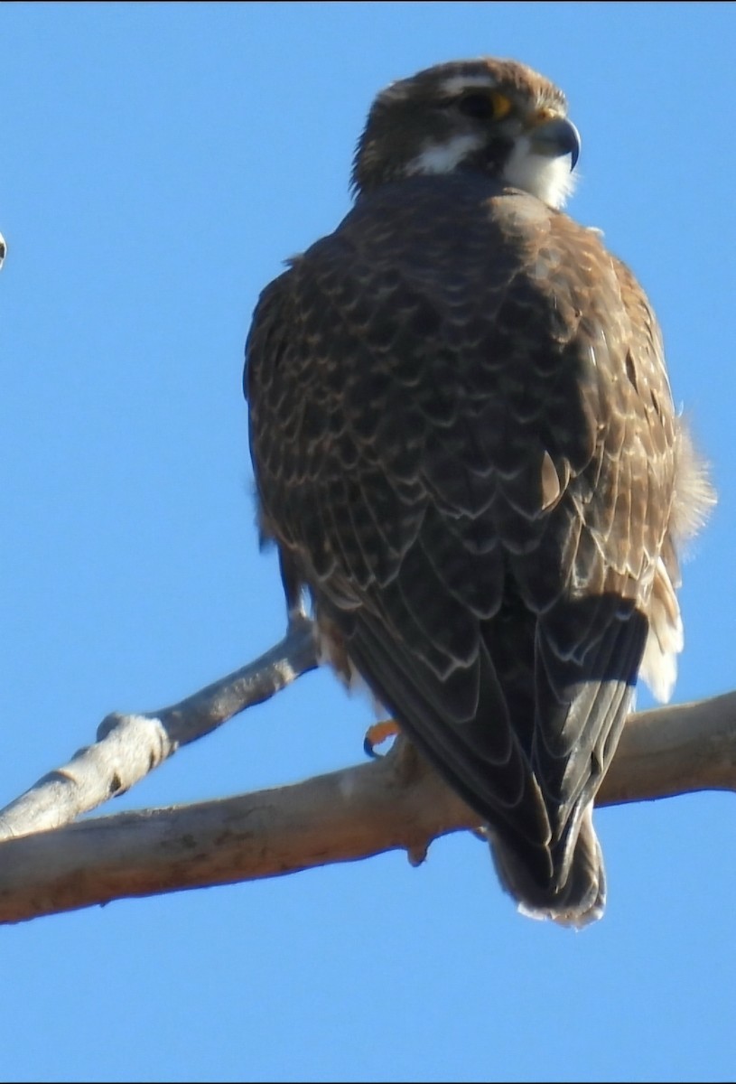 Prairie Falcon - ML646566632
