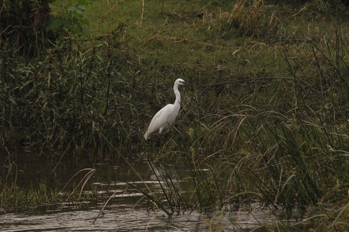 volavka bílá - ML646566633