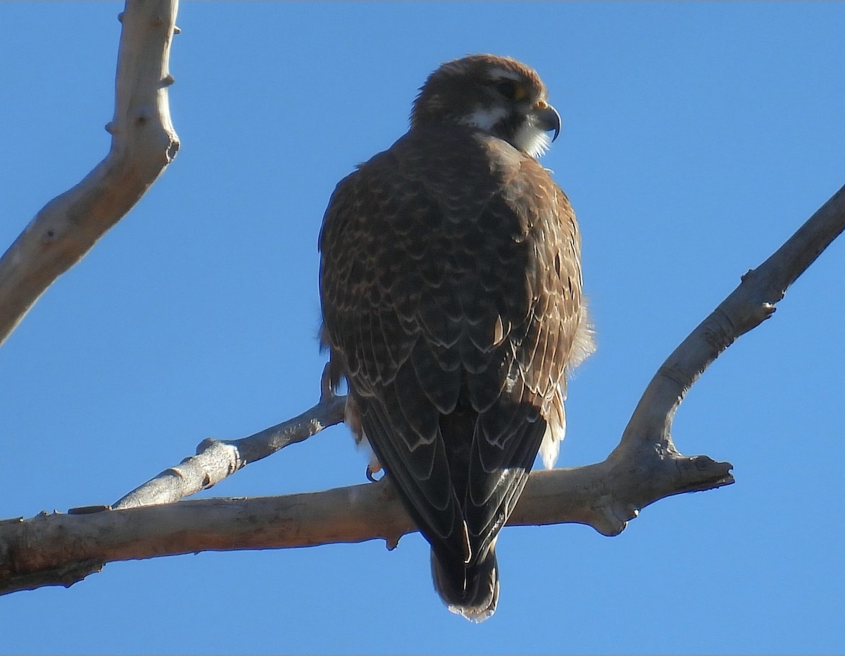 Prairie Falcon - ML646566634