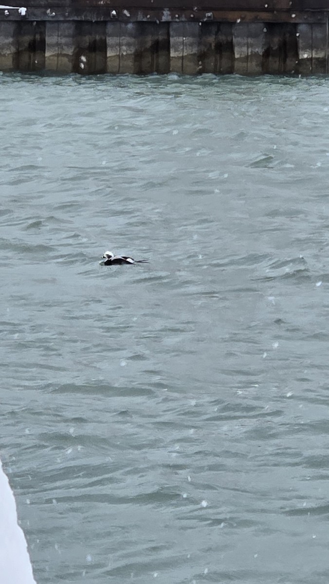 Long-tailed Duck - ML646566635