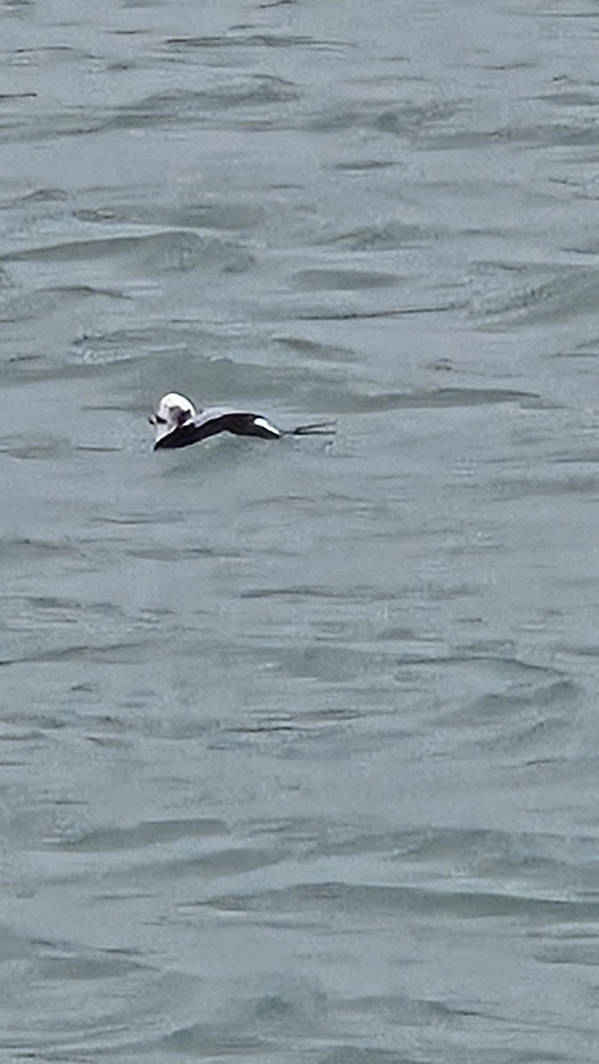 Long-tailed Duck - ML646566636