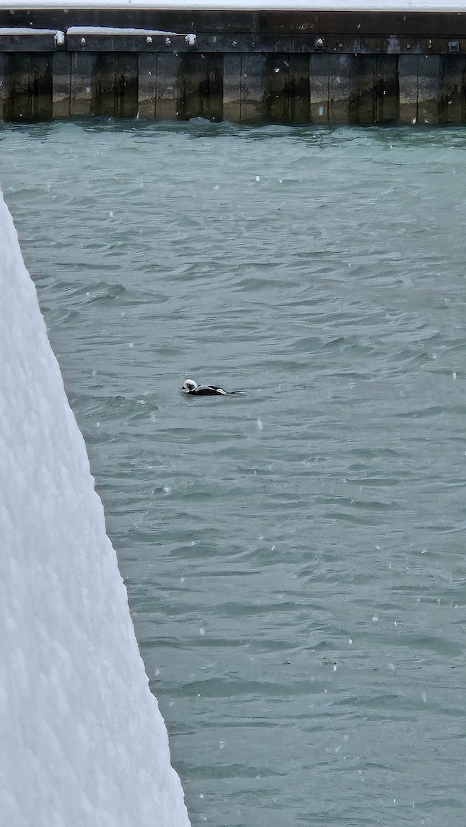 コオリガモ - ML646566637