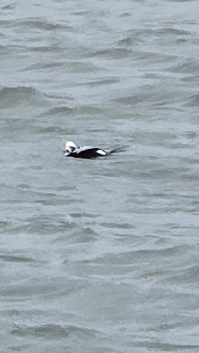 コオリガモ - ML646566638