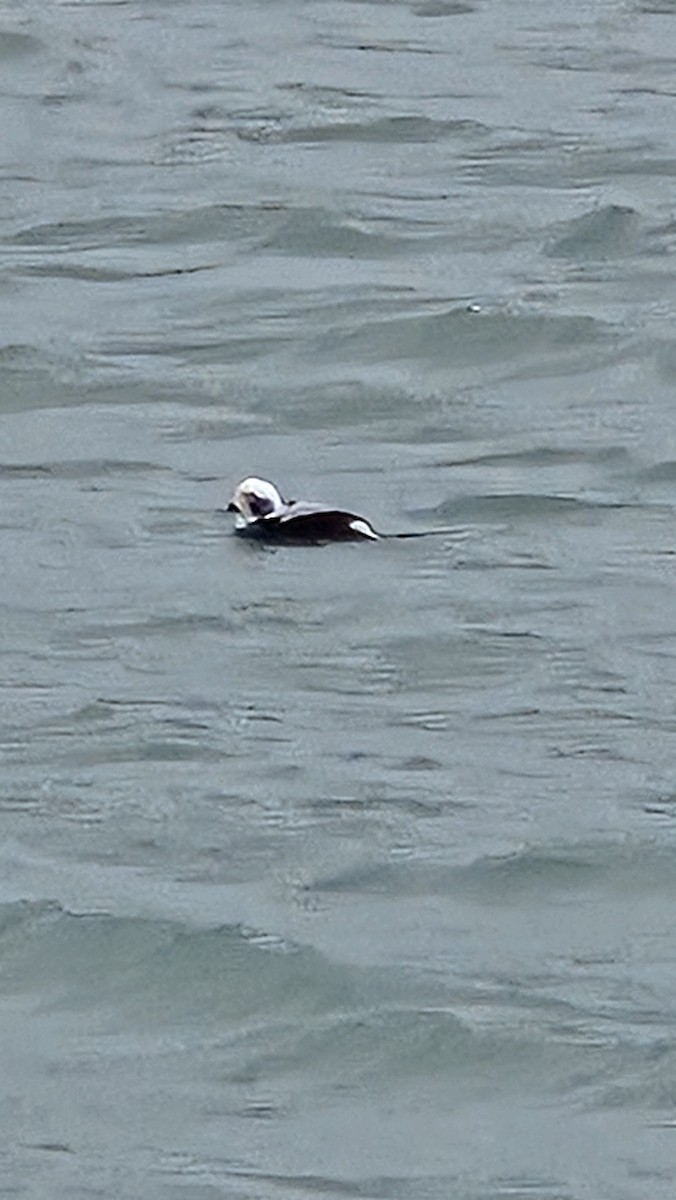 コオリガモ - ML646566639