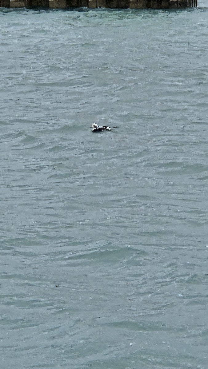 Long-tailed Duck - ML646566640