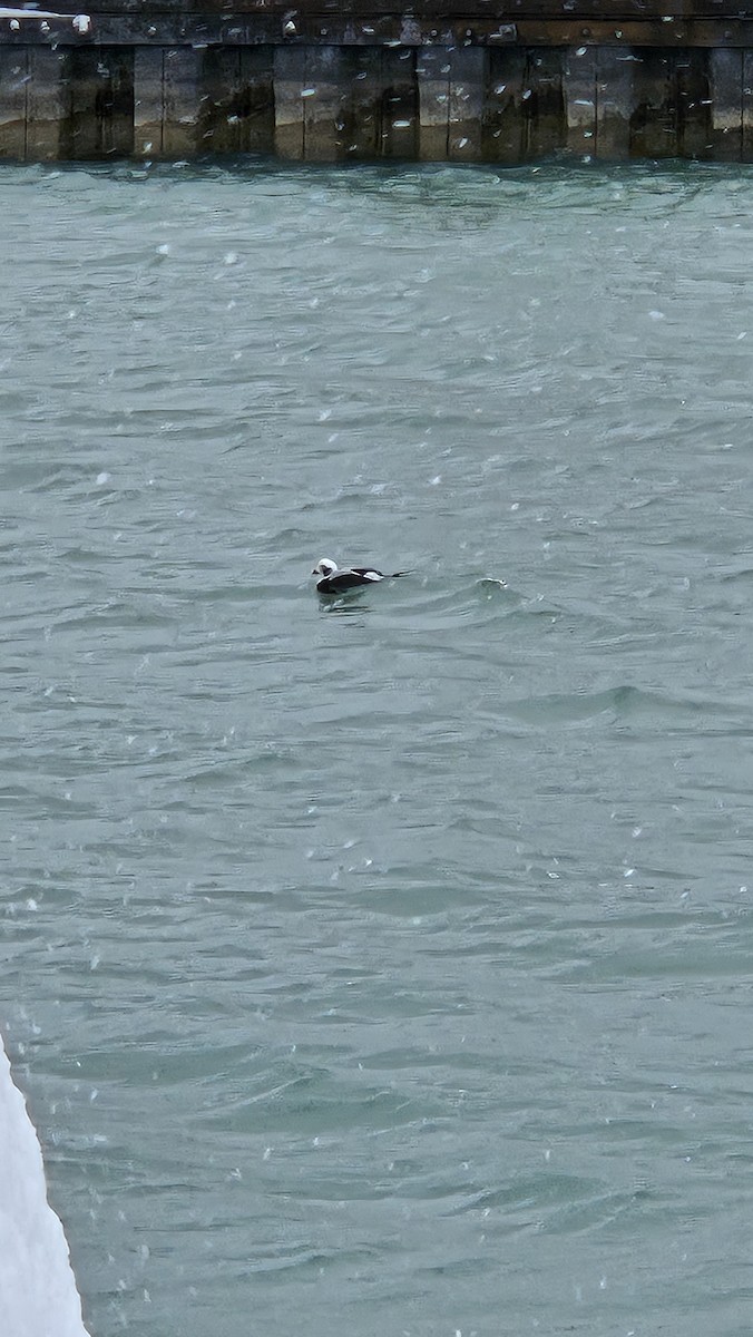 Long-tailed Duck - ML646566641
