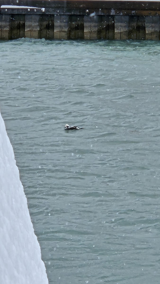Long-tailed Duck - ML646566642