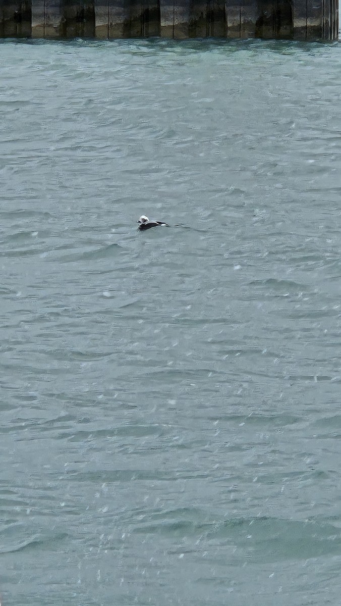 Long-tailed Duck - ML646566643
