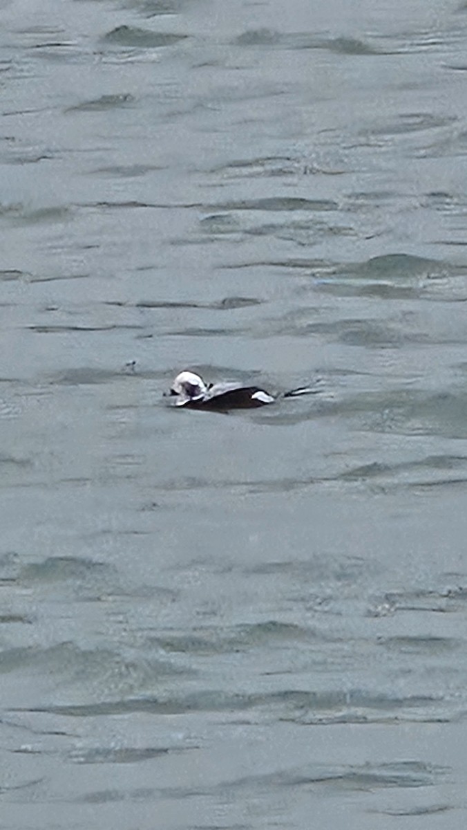Long-tailed Duck - ML646566644
