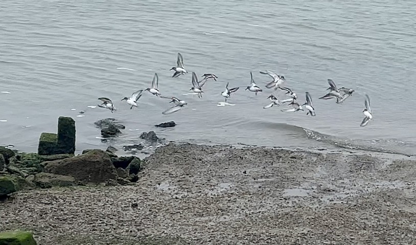 Dunlin - ML646566645