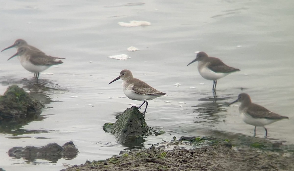 Dunlin - ML646566646