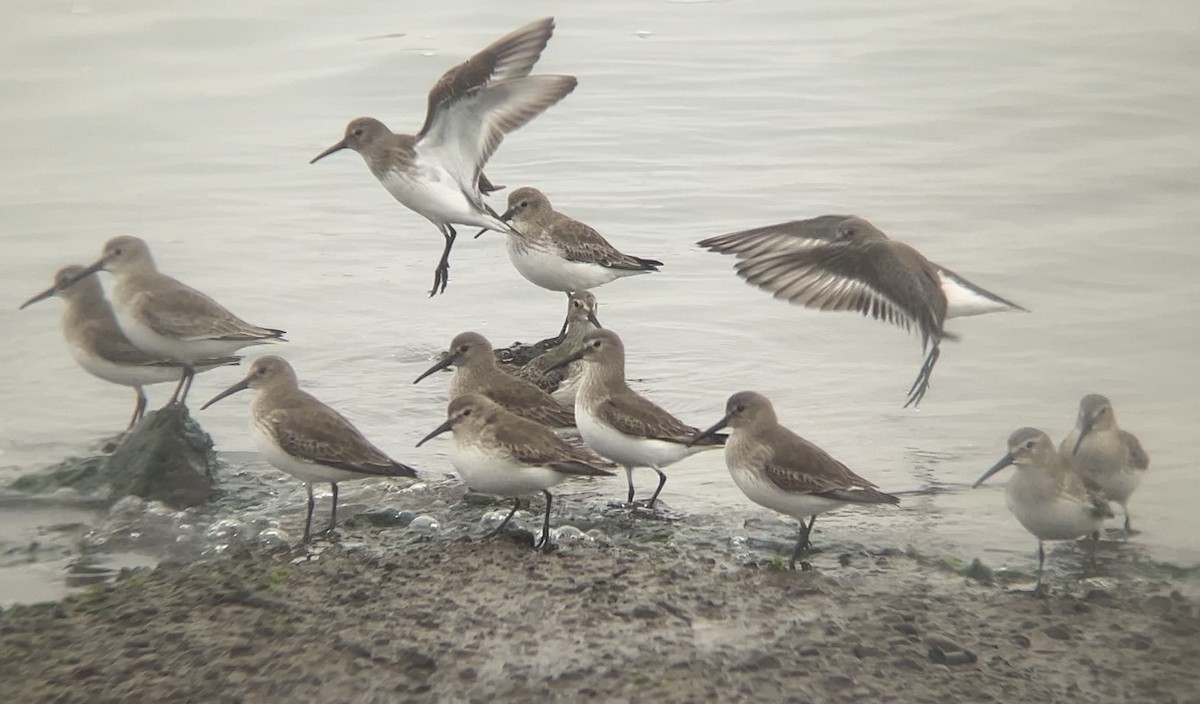 Dunlin - ML646566647