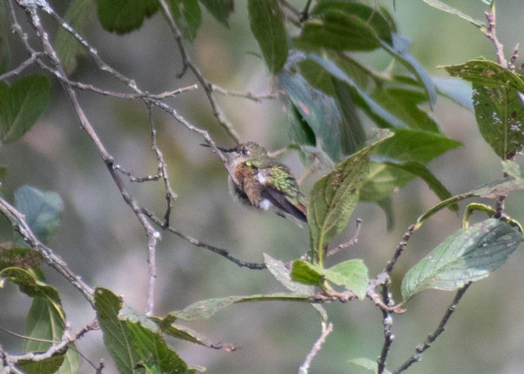 kalypta čmeláková - ML646566648