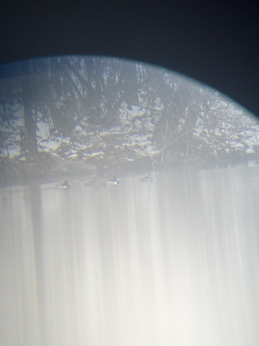 polák proužkozobý - ML646566649