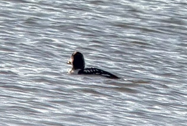 Barrow's Goldeneye - ML646566650