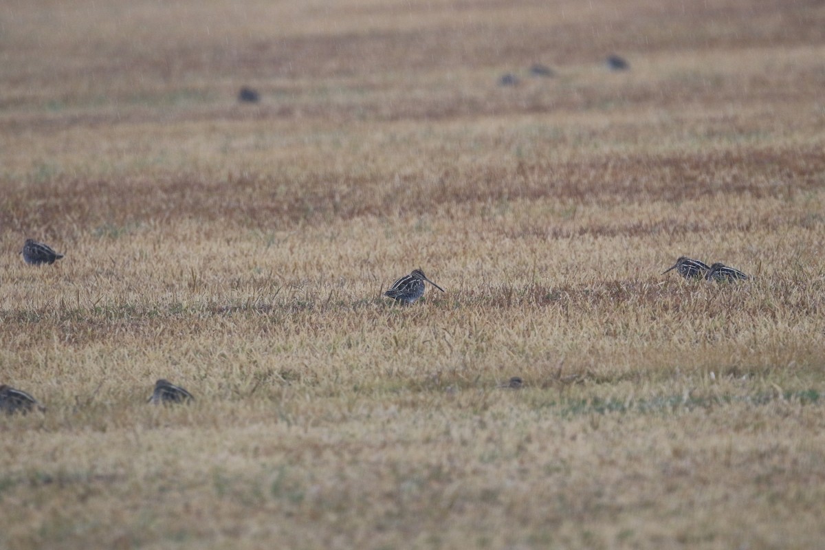 bekasina severoamerická - ML646566652