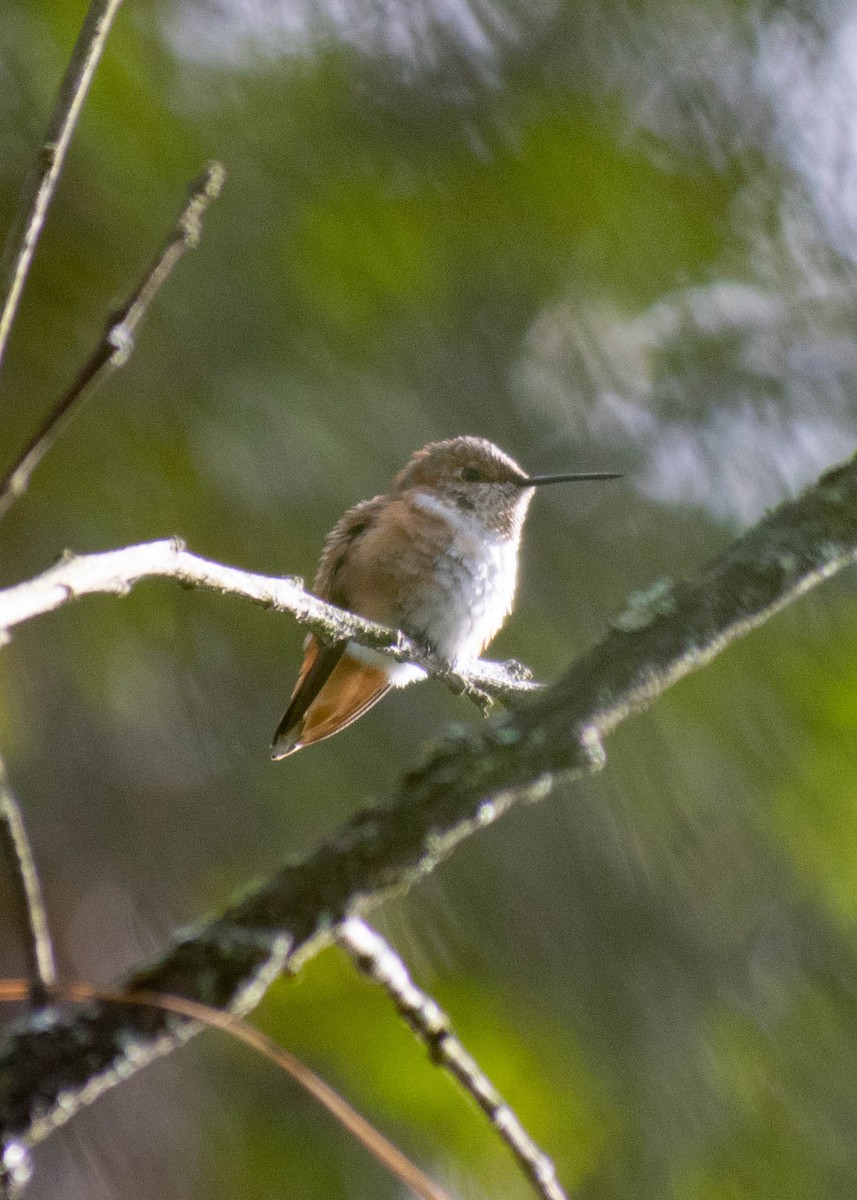 kalypta rezavolesklá/Allenova - ML646566654