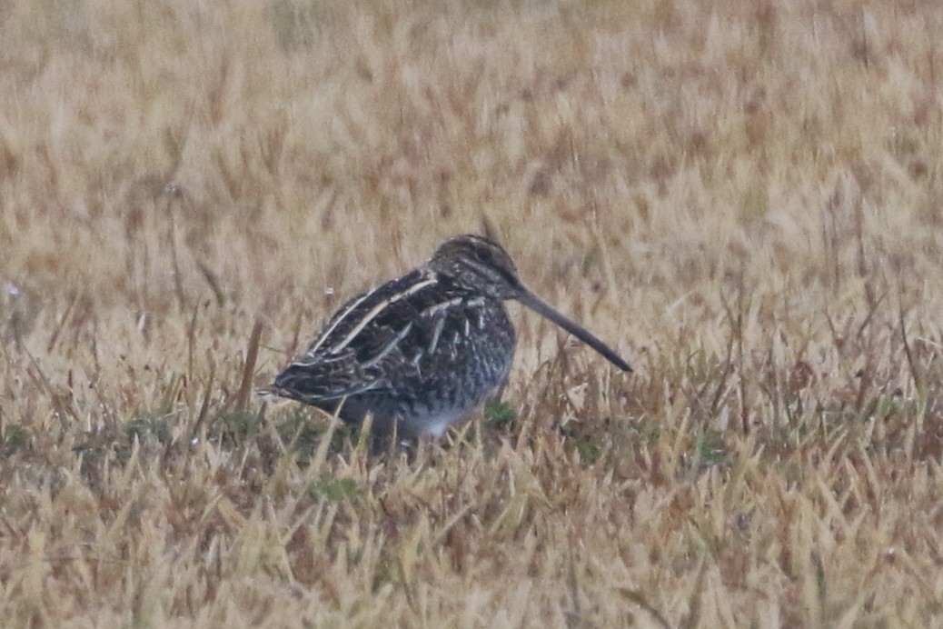 Wilson's Snipe - ML646566656